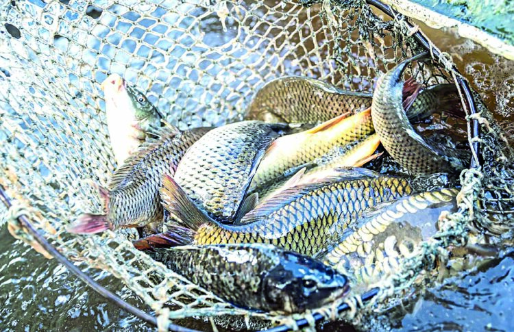 Іле өзенінде балық аулауға тыйым салынды