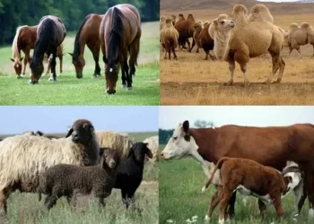 Жетісуда мал басы қалай көбеймек: 2030 жылға дейінгі негізгі межелер