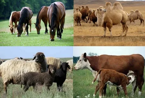 Жетісуда мал басы қалай көбеймек: 2030 жылға дейінгі негізгі межелер