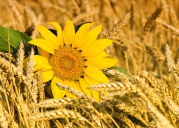 Өңірдегі өнімді іс