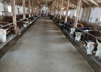 Қожабектің берекелі қожалығы