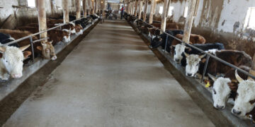 Қожабектің берекелі қожалығы