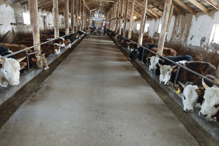 Қожабектің берекелі қожалығы