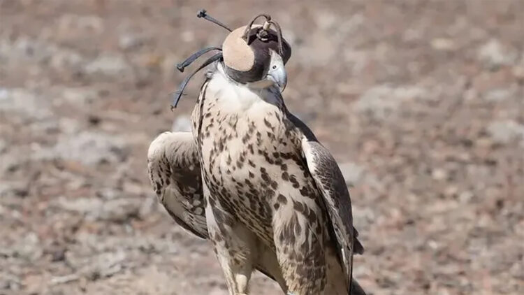 Жетісуда жабайы табиғатқа Қызыл кітапқа енген құс ұшырылды