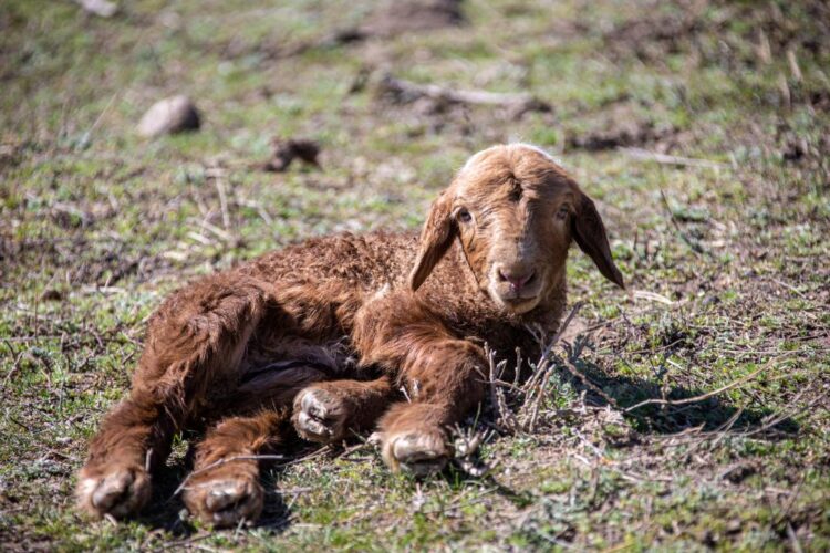 Төл алу науқанына дайын