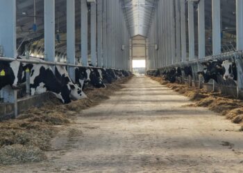 Мал шаруашылығына мемлекет 6 пайызбен жеңілдетілген несие береді