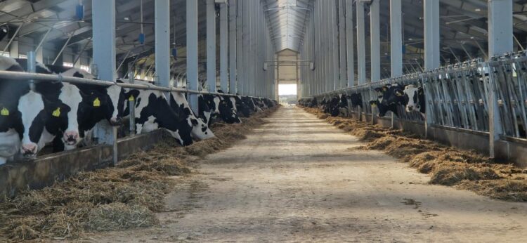 Мал шаруашылығына мемлекет 6 пайызбен жеңілдетілген несие береді
