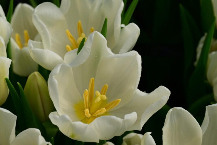 Жетісуда 8 Наурыз қалай тойланады