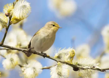 25 градус жылы: 24 наурызға арналған ауа райы болжамы