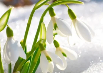 Қазақстандықтарға көктемгі гүлдерді жұлғаны үшін айыппұл салынатыны ескертілді