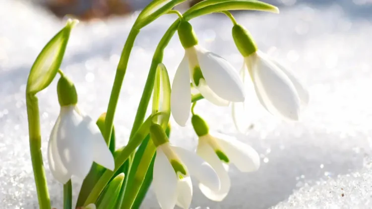 Қазақстандықтарға көктемгі гүлдерді жұлғаны үшін айыппұл салынатыны ескертілді