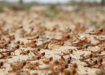 Шегірткемен күрес: 2,2 млн гектар алқап химиялық өңдеуден өтеді