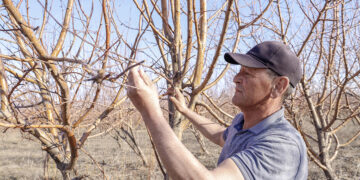 Бір түп ағаштан – бүтін бір кәсіп: Саят Құрманбаевтың бағбандық құпиясы
