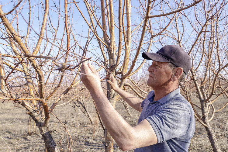 Бір түп ағаштан – бүтін бір кәсіп: Саят Құрманбаевтың бағбандық құпиясы