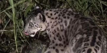 Сирек кадр: Алтын-Емелде қар барысы байқалды