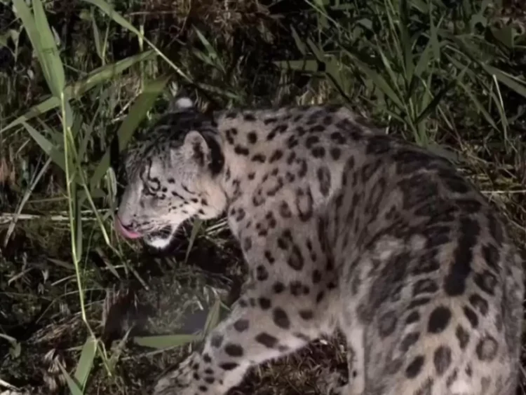 Сирек кадр: Алтын-Емелде қар барысы байқалды