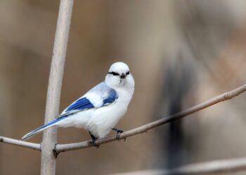 Құстар әлеміне саяхат 