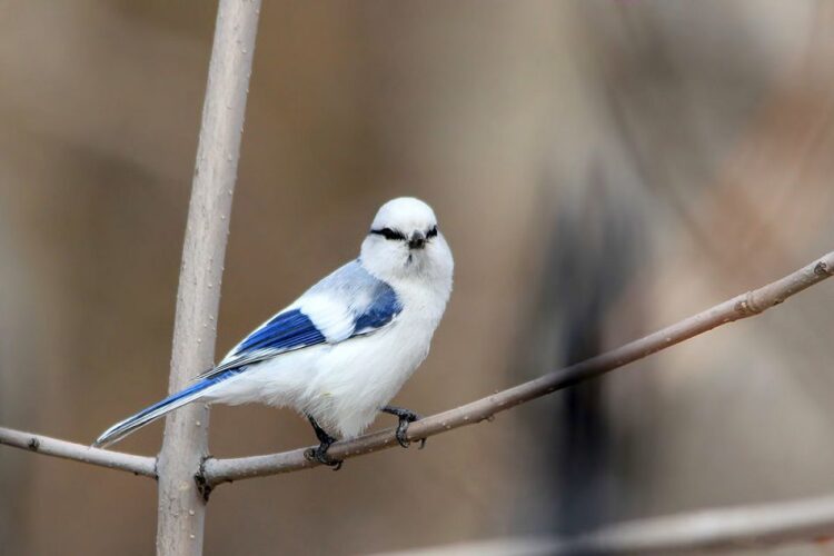 Құстар әлеміне саяхат 