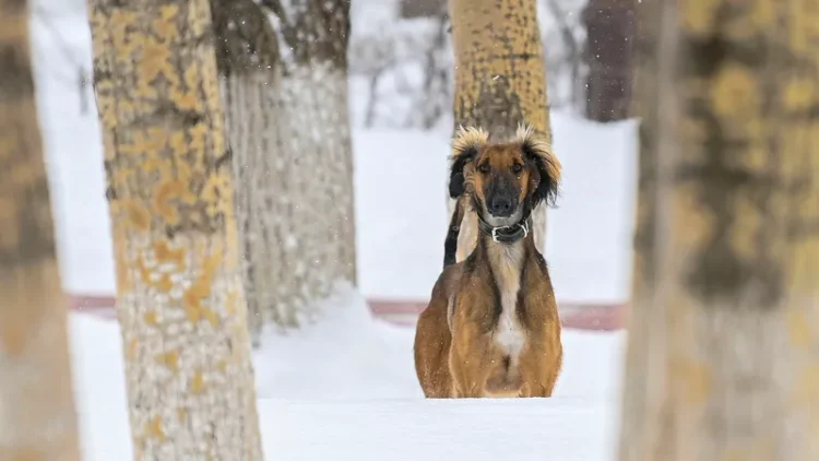 Қазақстанда 3 қыркүйек – Қазақ тазысы мен төбеті күні болып бекітілді