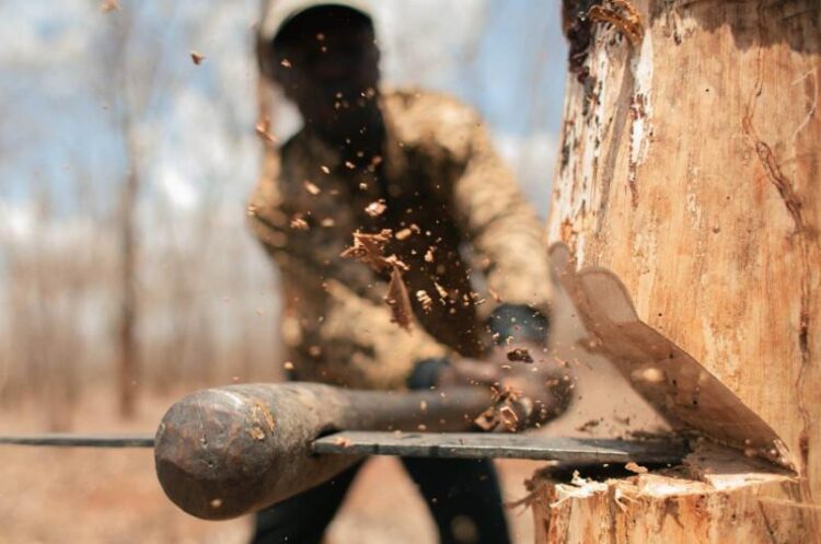 Ағаш кесу үшінде арнайы рұқсат керек