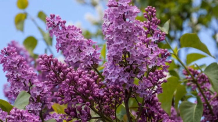 Сиреньнің де сұрауы бар: Рұқсатсыз жұлғандарға ірі көлемде айыппұл салынады