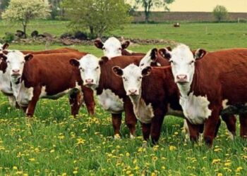 Фермерге қаржы, шаруашылыққа тыныс