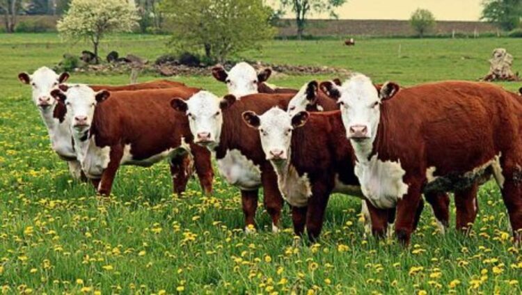 Фермерге қаржы, шаруашылыққа тыныс