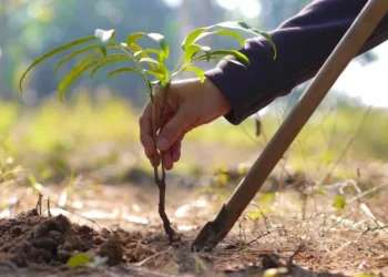 Облыстық  аурухана аумағында  көгалдандыру жұмыстары ұйымдастырылуда