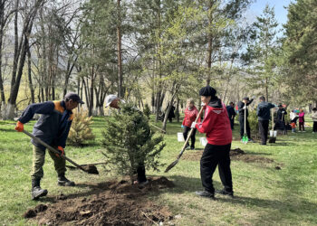Текелідегі тазалық таңы: Қора өзенінің жағалауына 250 түп ағаш егілді