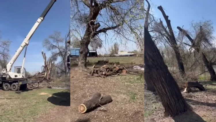 Балпық биде 40-50 жылдық қарағаштар оталуда: Тұрғындар наразы