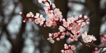 Қазгидромет жұмаға арналған ауа райы болжамын ұсынды