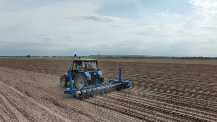 Сарқандағы серпін: қант қызылшасы алқабы ұлғайып келеді