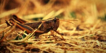 133 мың гектар алқап шегірткеге қарсы өңделеді