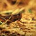 133 мың гектар алқап шегірткеге қарсы өңделеді