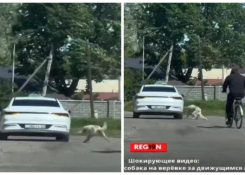 Талдықорғанда итті көлікке байлап сүйреген жүргізуші жазаланды