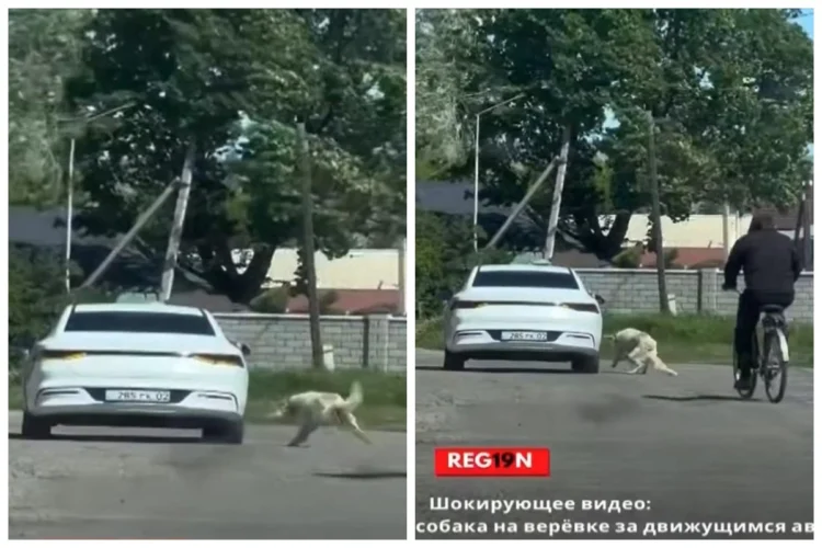 Талдықорғанда итті көлікке байлап сүйреген жүргізуші жазаланды
