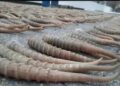 Полиция мен Шекара қызметі киік мүйізін заңсыз саудалағандарды ұстады