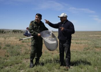 Шегірткеге қарсы күрес күшейтілді