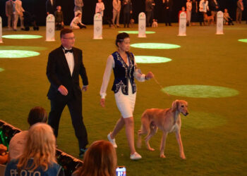 Қазақы тазы Болоньяда өткен WorldDogShow 2026 көрмесінде салтанатты түрде таныстырылды
