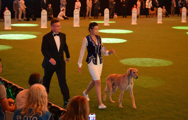 Қазақы тазы Болоньяда өткен WorldDogShow 2026 көрмесінде салтанатты түрде таныстырылды