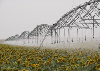 Жаңбырлатып суарудың тиімділігі