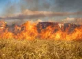 Ескелді ауданындағы өртті сөндіруге 50-ге жуық адам жұмылдырылды