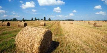 Қысқа 33 млн тонна жемшөп дайындады