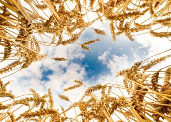 Рекордтық өнім: Диқандар 24,3 млн тонна астық жинады