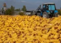 Жүгері жинау науқаны қызу жүріп жатыр