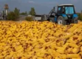 Жетісуда соя мен жүгері жинау қарқын алды
