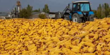 Жетісуда соя мен жүгері жинау қарқын алды