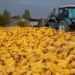 Жетісуда соя мен жүгері жинау қарқын алды