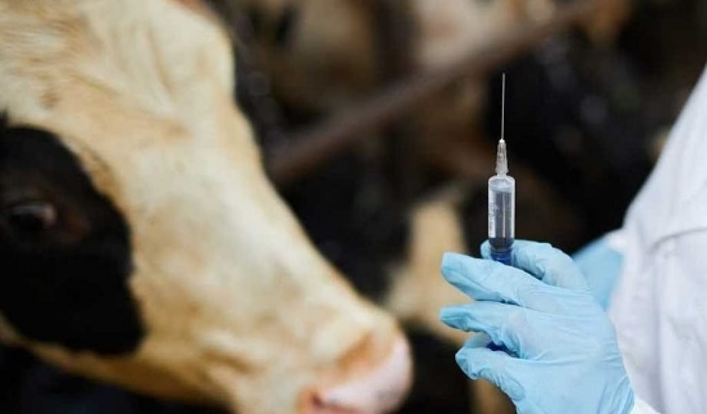 КЕГЕН АУДАНЫНДА ҚЫРЫЛҒАН МАЛ: ӘКІМДІК РЕСМИ ТҮСІНІКТЕМЕ БЕРДІ