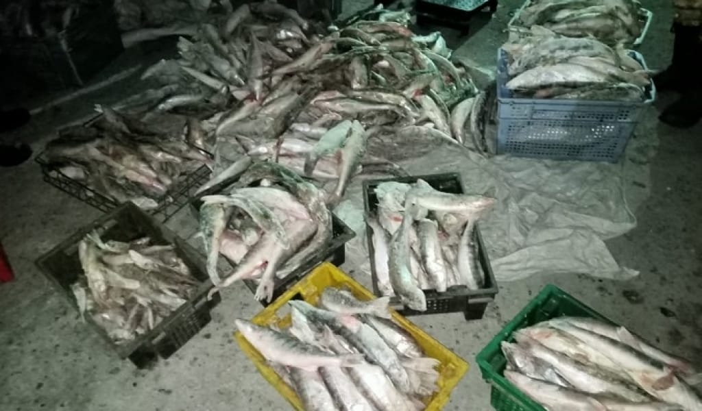 БАЛҚАШ КӨЛІНДЕ ЗАҢСЫЗ БАЛЫҚ АУЛАҒАН БРАКОНЬЕР ҚҰРЫҚТАЛДЫ